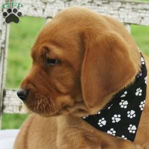 Dash of Chili, Fox Red Labrador Retriever Puppy